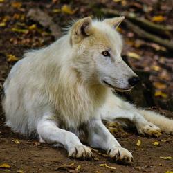 SCALARE Zoofachgeschäft, Gröbming Öffnungszeiten