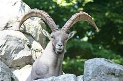 Wildpark Feldkirch, Öffnungszeiten