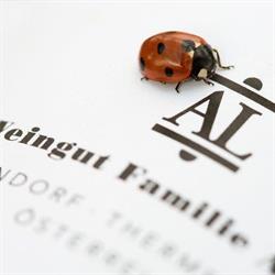 Weingut Familie Auer, Tattendorf Öffnungszeiten