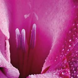 Blumen Resinger, Matrei in Osttirol Öffnungszeiten