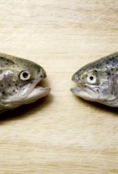 Güfel Forellen und Fischhandel GmbH & Cokg, Meiningen Öffnungszeiten
