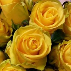 Blumen Dick KG, Gars am Kamp Öffnungszeiten