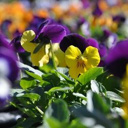 Schießbühl Gartenbau KG, Langenzersdorf Öffnungszeiten