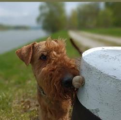 Hundesalon Quicky, Amstetten Öffnungszeiten