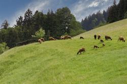 Ferienhof Oberstaudach, Kitzbühel Öffnungszeiten