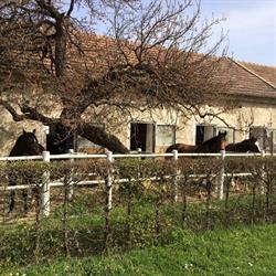 Reitclub Biedermannsdorf - Reitstall Schindler, Öffnungszeiten