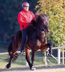 Islandpferdehof Piet Hoyos, Semriach Öffnungszeiten