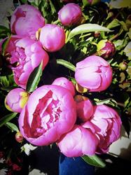 Blumen Wiesinger, Penzing, Wien - Öffnungszeiten