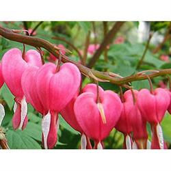 Göschl Grab- u Gartengestaltung, Donaustadt, Wien - Öffnungszeiten