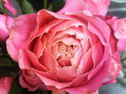 Blumen & Dekor, Waldegg, Linz - Öffnungszeiten