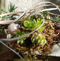 Kreativ Blumen Baumgartner, Hohenberg Öffnungszeiten