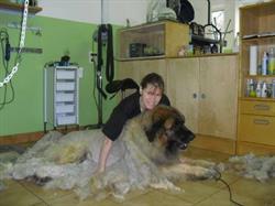 Hundesalon Naomi Inh. Simona Gruberova, Tullnerbach Öffnungszeiten