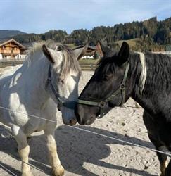 Hotel Pension Sieglhub - Fam. Thurner, Flachau Öffnungszeiten