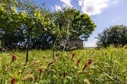 Weingut Irmi Stich, Bad Pirawarth Öffnungszeiten