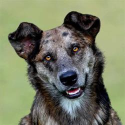Hundsgemein? Hundetraining, Wien Öffnungszeiten