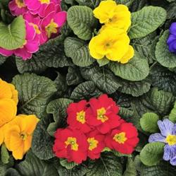 Blumen Jordan, Klagenfurt am Wörthersee Öffnungszeiten