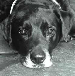 Hundeservice Graz, Öffnungszeiten