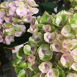 Evelyn's Blumenstube e.U., Wien Öffnungszeiten