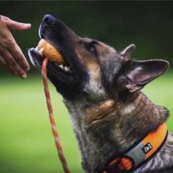 ÖGV Hundeschule Hartberg, Öffnungszeiten
