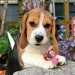 Beagles of Houndmusic Meadows, Theresienfeld Öffnungszeiten