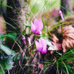 Blatt und Blüte, Enns Öffnungszeiten