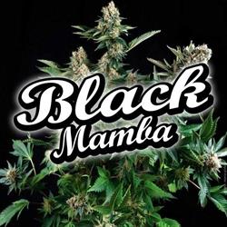 Black Mamba Seeds, Rossau, Innsbruck - Öffnungszeiten