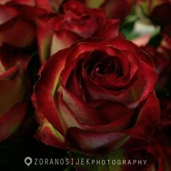 LovelyBlumen, Bisamberg Öffnungszeiten