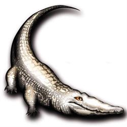 Crocodile Sports - Outdoor Erlebnisse GmbH, Elsbethen Öffnungszeiten