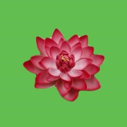 Blumen Lotus, Wien Öffnungszeiten
