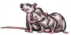 Bogensportgruppe Mortantsch "Die Kellerratten", Weiz Öffnungszeiten