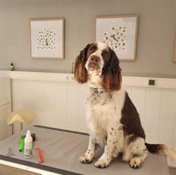 Hundesalon Fellschneiderei, Wien Öffnungszeiten