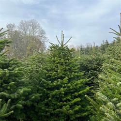 Christbaum Piringer Online Shop, Raxendorf Öffnungszeiten