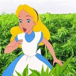 Weedhaus Head&Grow Hanfshop, Steyr Öffnungszeiten