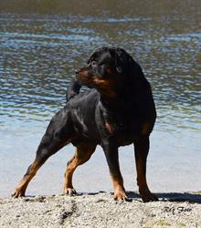 ÖHV Feldkirchen - Hundeschule und -ausbildung, Feldkirchen an der Donau Öffnungszeiten