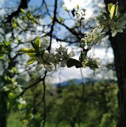 Vorderkühbühelhof, Saalfelden am Steinernen Meer Öffnungszeiten
