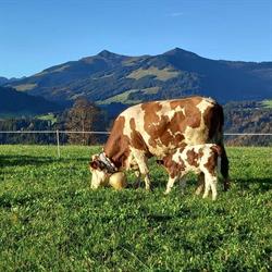 Bauernhof Schusterhof, Hopfgarten im Brixental Öffnungszeiten