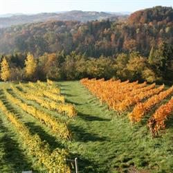 Weingut Roland Klapsch, Labitschberg Öffnungszeiten