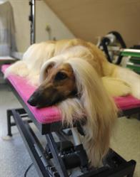 Hundesalon Halli Galli Inh. Gabi Radler, Herzogsdorf Öffnungszeiten