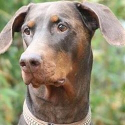 Dobermannkennel Van da Hell, Kleingollern Öffnungszeiten