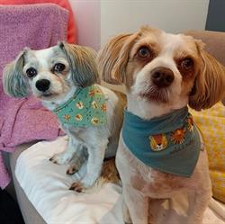 Dogs haircut by sibylle, St. Johann im Pongau Öffnungszeiten