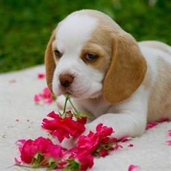Vienna Calling Beagle Kennel, Kirchberg am Wagram Öffnungszeiten