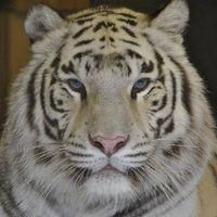 WEISSER ZOO & Kameltheater Kernhof, Öffnungszeiten