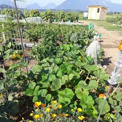 Mein-biofeld, Wals Öffnungszeiten