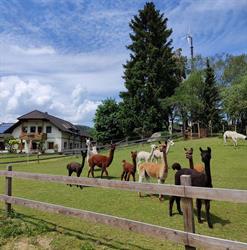 Lampaka-Ranch, Freistadt Öffnungszeiten