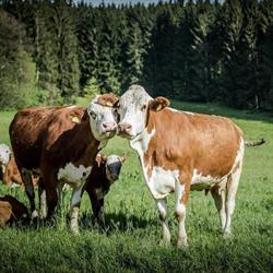 Ferienwohnungen Pachler-Leopold, Edelsgrub Öffnungszeiten