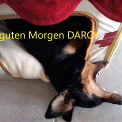 Hundefutter B.A.R.F., Wien Öffnungszeiten