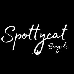 Spottycat Bengal Katzen Zucht, Kopfstetten Öffnungszeiten