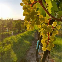 Weinbau Familie Hiller, Waltersdorf bei Staatz Öffnungszeiten