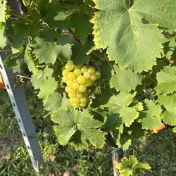 Weinbau Kropf, Weißenkirchen in der Wachau Öffnungszeiten