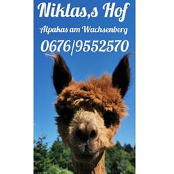 Niklas's Hof Alpakas am Wachsenberg, Feldkirchen in Kärnten Öffnungszeiten
